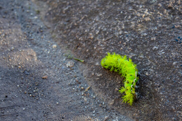 黄緑の毛虫