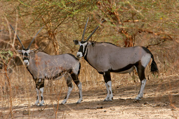 Naklejka na ściany i meble Oryx beisa (oryx beisa) 