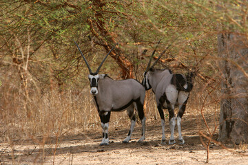 Oryx beisa (oryx beisa)

