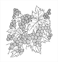 Fototapeta premium Bunch of grapes. Coloring. Vector (2)