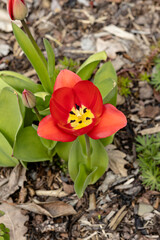 Obraz na płótnie Canvas Tulpen sind immer wieder herrliche Frühlingsboten