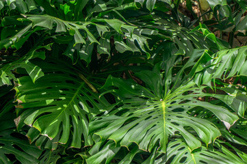 Naklejka premium green leaves background, close up of green leaves, close up of a plant