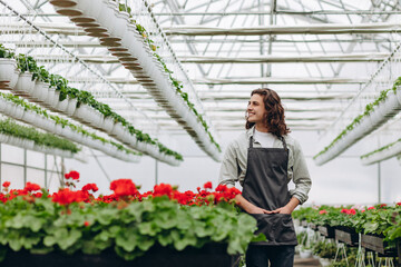 Happy worker, wearing apron, growing flowers in a greenhouse of a flower shop.