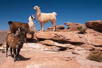 Lhamas domesticadas na regi&atilde;o do Deserto do Atacama no Chile. Elas s&atilde;o criadas para produ&ccedil;&atilde;o de l&atilde;. Chile. 