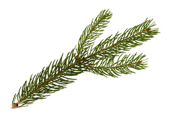 Coniferous branch isolated on white background. Christmas tree needles. Thorny pine branch. Needle...