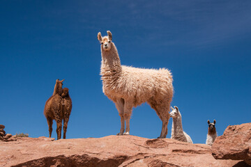 Lhamas domesticadas na região do Deserto do Atacama no Chile. Elas são criadas para produção de lã. Chile. 