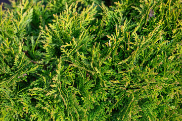 Thuja tree branches close-up photo on a sunny day. Texture of arborvitaes tree branches macro...