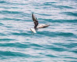 seagull in flight