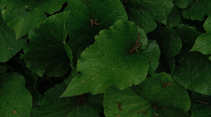 Minimalist screensaver with elements of nature and the environment. Lots of bright green burdocks close up. Horizontal background.