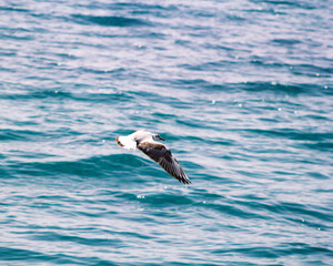 seagull in flight