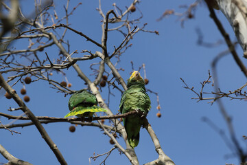 Yellow-headed Amazon (Amazona oratrix), Rosenstein Park, Stuttgart, Baden-Wuerttemberg,Germany