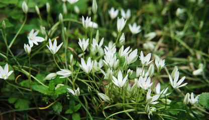 Minimalist screensaver with elements of nature and the environment. Lots of little white wildflowers in close up. Horizontal background.