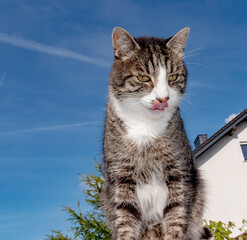 WILDLIFE, PET; GERMANY - The portrait of a lovely domestic cat she lives in Marburg in Germany.