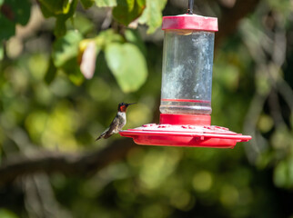 A ruby throated hummingbird perched and took a little rest on the backyard nectar feeder in Missouri. Bokeh effect.