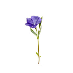 Naklejka na ściany i meble Beautiful blue periwinkle flower with isolated on white background. Purple flower.