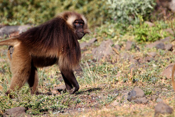 Babouin gélada et ses petits (papio theropithecus gelada)
