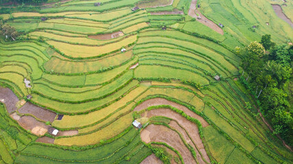 top view of rice terraces in Mangunan Bantul Yogyakarta