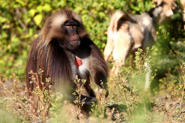 Babouin gélada et ses petits (papio theropithecus gelada)
