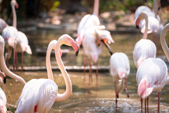 A group of flamingo, the famous beautiful bright pink color birds. Animal portrait photo.