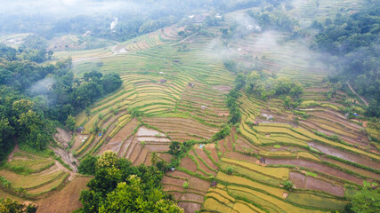 aerial view of rice fields on foggy mornings