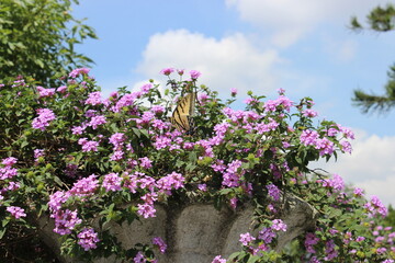 Obraz premium pink flowers in the garden