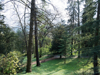 Obraz premium Badenweiler Kurpark im Baden-Württemberg. Park und Botanischer Garten mit zahlreichen Wanderwegen zwischen viele südländische und subtropische Pflanzen, riesige Zedern und Mammutbäume