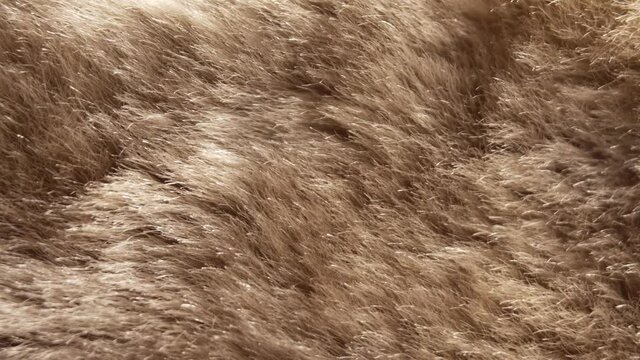 Mouton fur coat close-up. Macro video