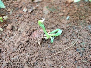 ANIAN SMALL ROOTS PLANT IMAGE