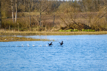 pair of ducks swimming in the pond