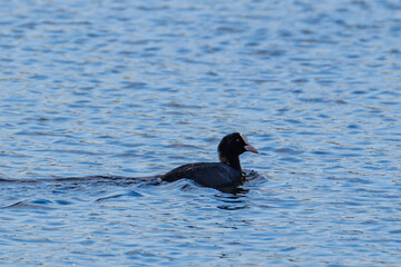 pair of ducks swimming in the pond