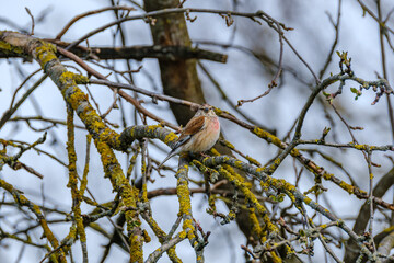 the chaffinch (Fringilla coelebs) feeding in the green field