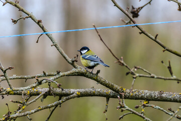 The great tit (Parus major) feeding in the green field