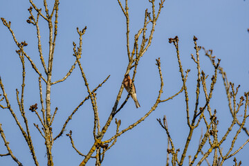 the chaffinch (Fringilla coelebs) feeding in the green field