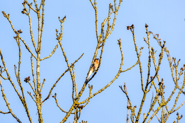the chaffinch (Fringilla coelebs) feeding in the green field