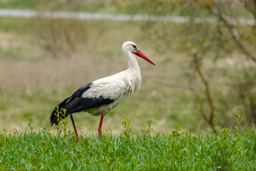 white stork feeding in the field and gathering branches