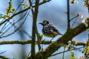 The great tit (Parus major) feeding in the green field