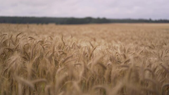 Fields of what blowing in the wind, stock footage