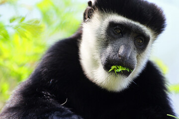 Colobe guereza (colobus(colobus) guereza)
