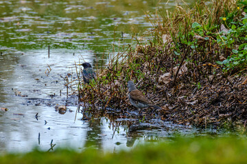 The common starling or European starling (Sturnus vulgaris) feeding in the green field