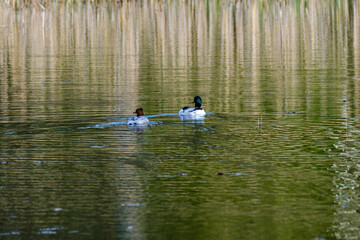 pair of ducks swimming in the pond