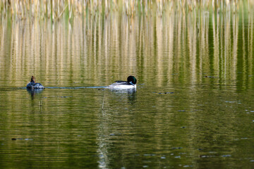 pair of ducks swimming in the pond