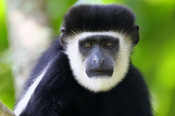 Colobe guereza (colobus(colobus) guereza)
