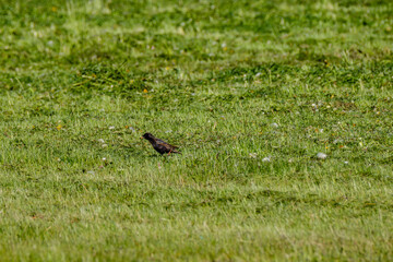 Obraz na płótnie Canvas The common starling or European starling (Sturnus vulgaris) feeding in the green field