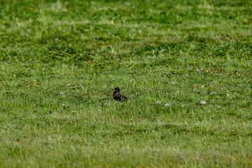 The common starling or European starling (Sturnus vulgaris) feeding in the green field