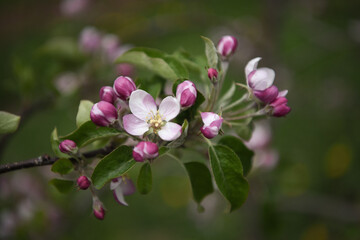 Fototapeta na wymiar fiori di melo mele sboccia fioritura 