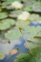 Vierfleck-Libelle im Jagdansitz am Seerosenteich