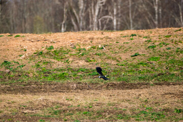The northern lapwing (Vanellus vanellus) feeding in the green field