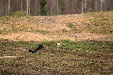 The northern lapwing (Vanellus vanellus) feeding in the green field