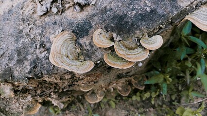a large white mushroom stuck to one of the tree cuttings