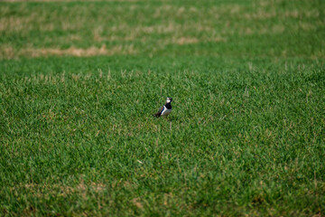 The white wagtail (Motacilla alba) feeding in the green field